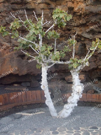 Lanzarote,Baum im Kakteen-Garten von Cesar Manrique,