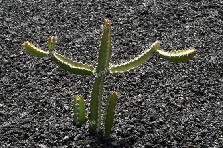 Kaktusm?nnchen