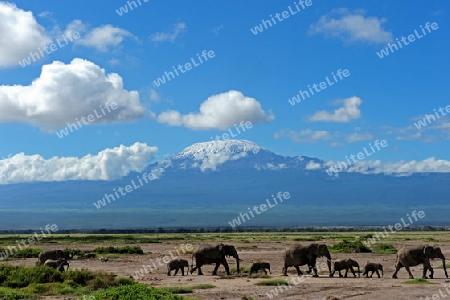 Kilimandscharo 