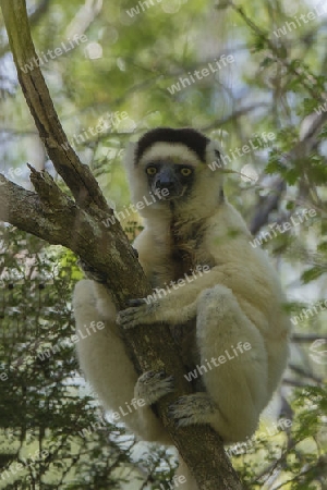 Sifaka, Lemur, Madagaskar
