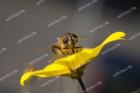 Honeybee / Honigbiene
