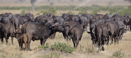 Afrikanischer B?ffel oder Kaffernb?ffel (Syncerus caffer) grosse Herde, Masai Mara Nationalpark, Kenia, Afrika