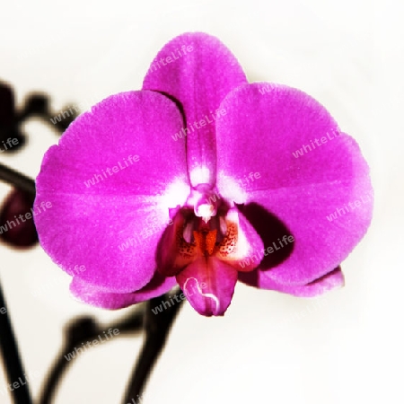Purple-pink Orichidee - Close-up