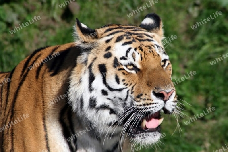 sibierischer Tiger