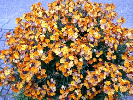 Goldlack Blume
