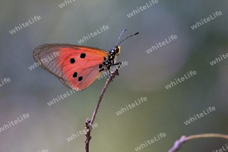 Schmetterling, Madagaskar