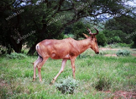 Kuh, Antilope, Kuhantilope, Tsavo, Kenia, Kenya, Afrika, Nationalpark, Savanne