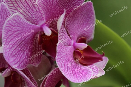 Orchidee intensiv