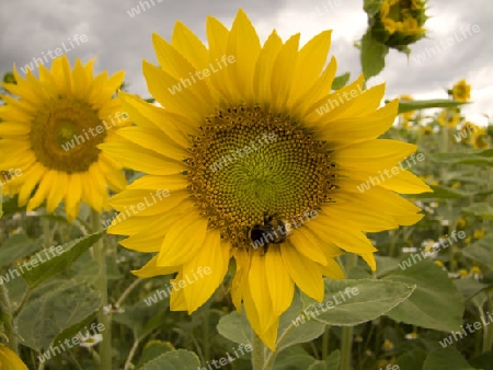 Sonnenblume - angebaut auf einem Feld