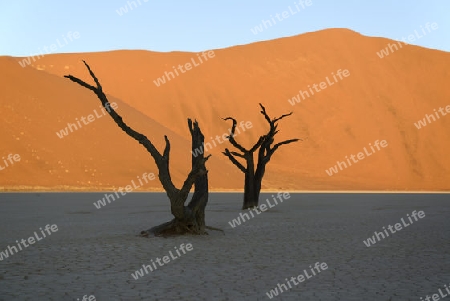 Kameldornbaeume (Acacia erioloba), auch Kameldorn oder Kameldornakazie als Silhouette im letzten Abendlicht auf die Duenen,  Namib Naukluft Nationalpark, Deadvlei, Dead Vlei, Sossusvlei, Namibia, Afrika