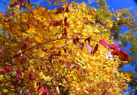 Gold-Gelb leuchtendes Herbstlaub mit blauem Himmel