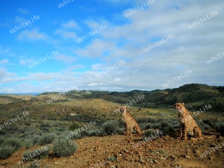 Geparden auf der Jagd - Pause