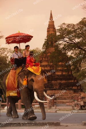 Ein Elephanten Taxi vor einem der vielen Tempel in der Tempelstadt Ayutthaya noerdlich von Bangkok in Thailand. 