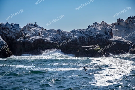 Felseninsel vor der K?ste von La Serena, Chile