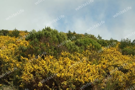 Paul da Serra Plateau im Frühling, Madeira