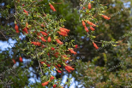 Chilenische Wachsglocke (Lapageria rosea) 