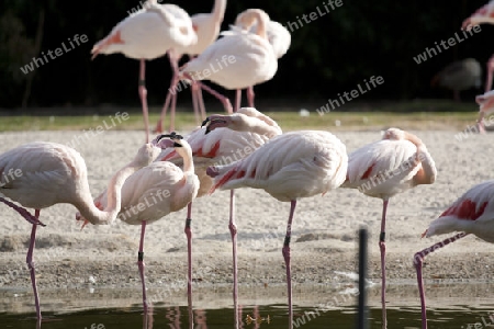 mehrere Flamingos stehend und schlafend im Teich