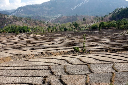 Trockene Reisfelder bei Loihuno in Zental Ost Timor auf der in zwei getrennten Insel Timor in Asien.