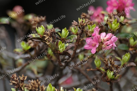 Rostbl?ttrige Alpenrose, Rhododendron ferrugineum