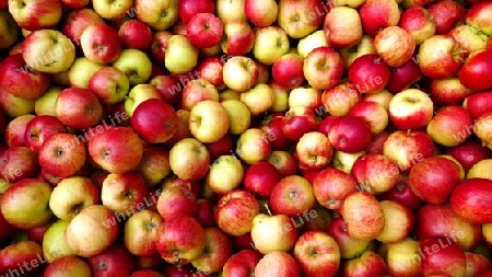 Viele, reife Äpfel
