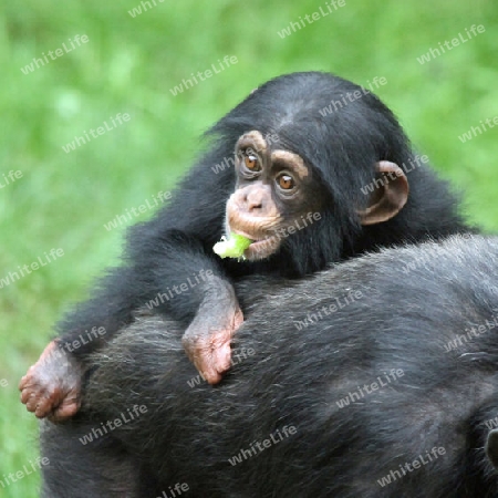 Schimpanse 004