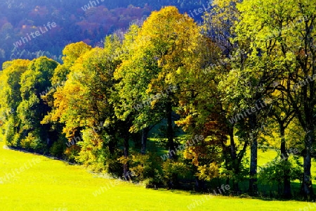 Baumreihe in leuchtenden Herbstfarben