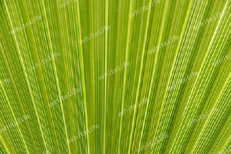 Structure of a palm leaf