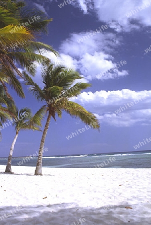 Palmen am Playa Giron