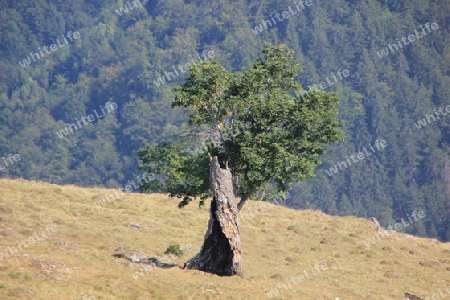 Ein Baum auf weiter Flur