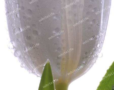 Weisse Tulpe mit Wassertropfen