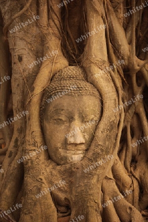 Ein in einem Baum eingeflechteter Steinkopf im Wat Phra Mahathat Tempel in der Tempelstadt Ayutthaya noerdlich von Bangkok in Thailand.