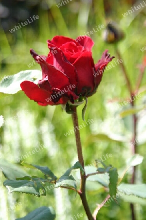 Rote Rose von der Freundschaftsinsel