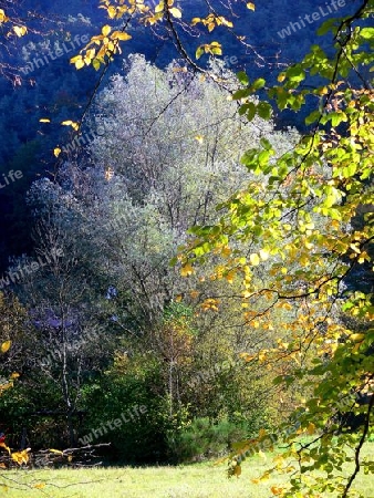 Herbstwald in tollem Licht