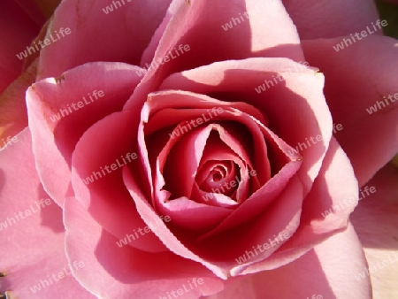 Die rosa Rose