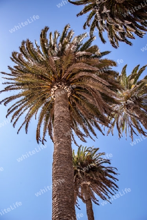 Palmen am Strand von La Serena, Chile, 