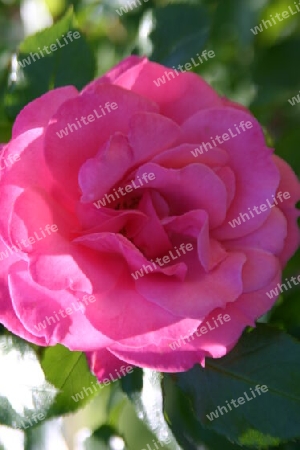 Die Rose in pink