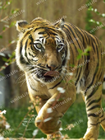 Tiger in majestaetischer Groesse