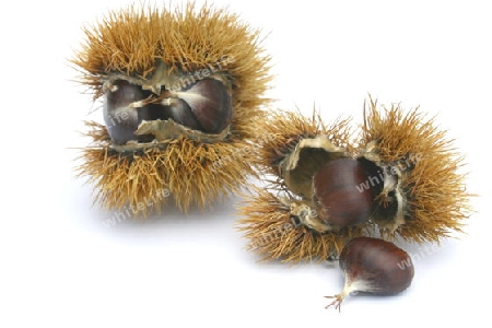 Edelkastanie chestnuts 