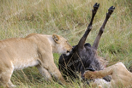 L?wen (Panthera leo),  fressen erbeutetes Gnu , Streifengnu, Weissbartgnu (Connochaetes taurinus),  , Masai Mara, Kenia, Ostafrika, Afrika