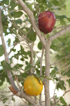 Apfel und Orange im Baum