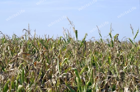 Halbvertrockneter Mais durch einen langen, heissen Sommer.