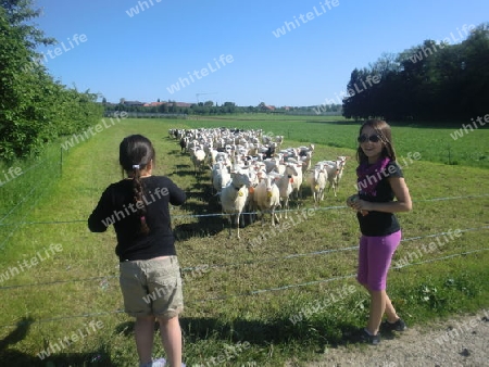 Schafe beobachten