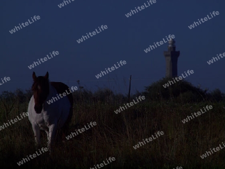 Pferd und Leuchtturm