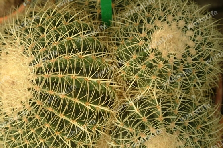 bestechend kaktus