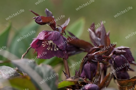Christrose, Helleborus niger,  Nieswurz, Schneerose