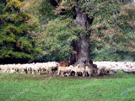 Schafe in Englischer Garten