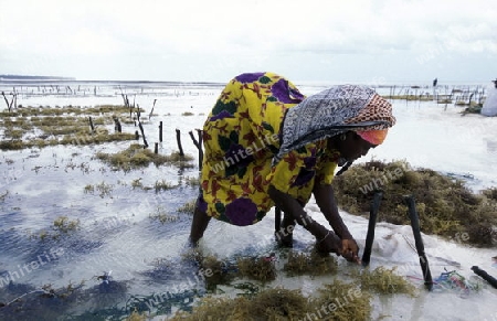 Eine Frau bei der Ernte von Seegrass in einer Seegrass Plantage bei Bwejuu an der Ostkueste der Insel Sansibar im Indischen Ozean in Tansania in Ostafrika.