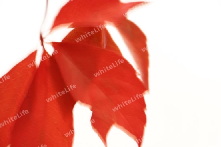 Herbstblatt (verschwommen)