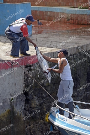 Fischer landen  frisch gefangene Gelbflossenthunfische (Thunnus albacares) im Fischerhafen von  Puerto Ayora an,  Insel Santa Cruz, Indefatigable Island, Galapagos Archipel, Unesco Welterbe,  Ecuador, Suedamerika
