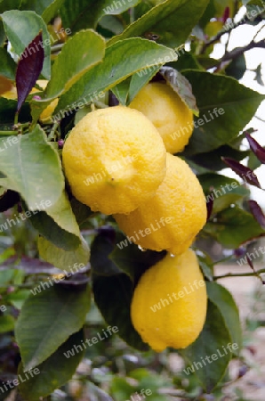 4 reife Zitronen